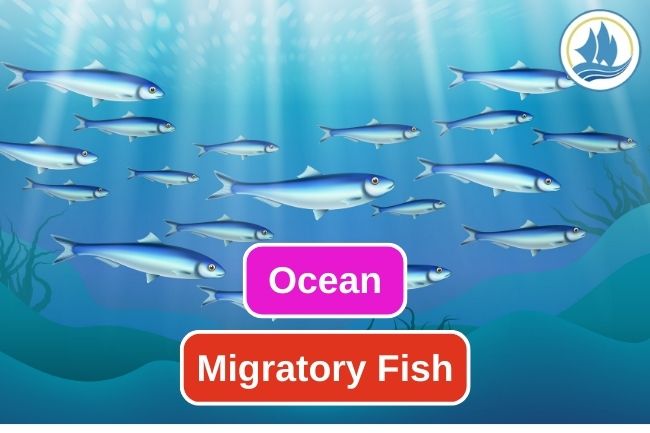 Here are 10 Migratory Fish of the Ocean